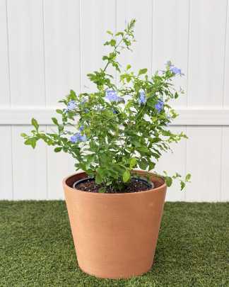 Plumbago Auriculata 'Imperial Blue', Cape Leadwort - Large