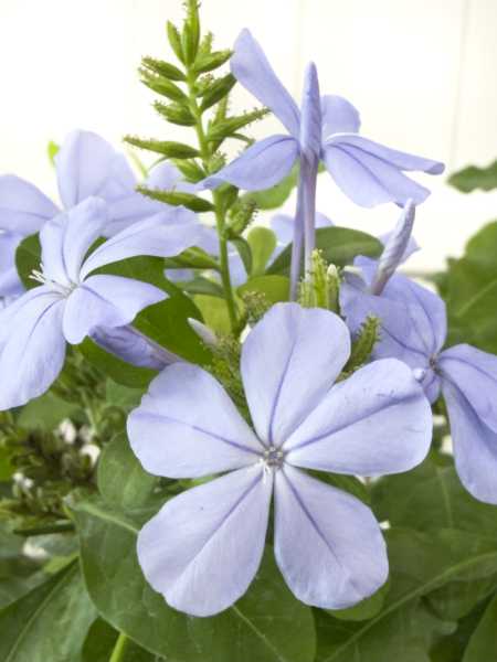 Flower 2 Flower 2