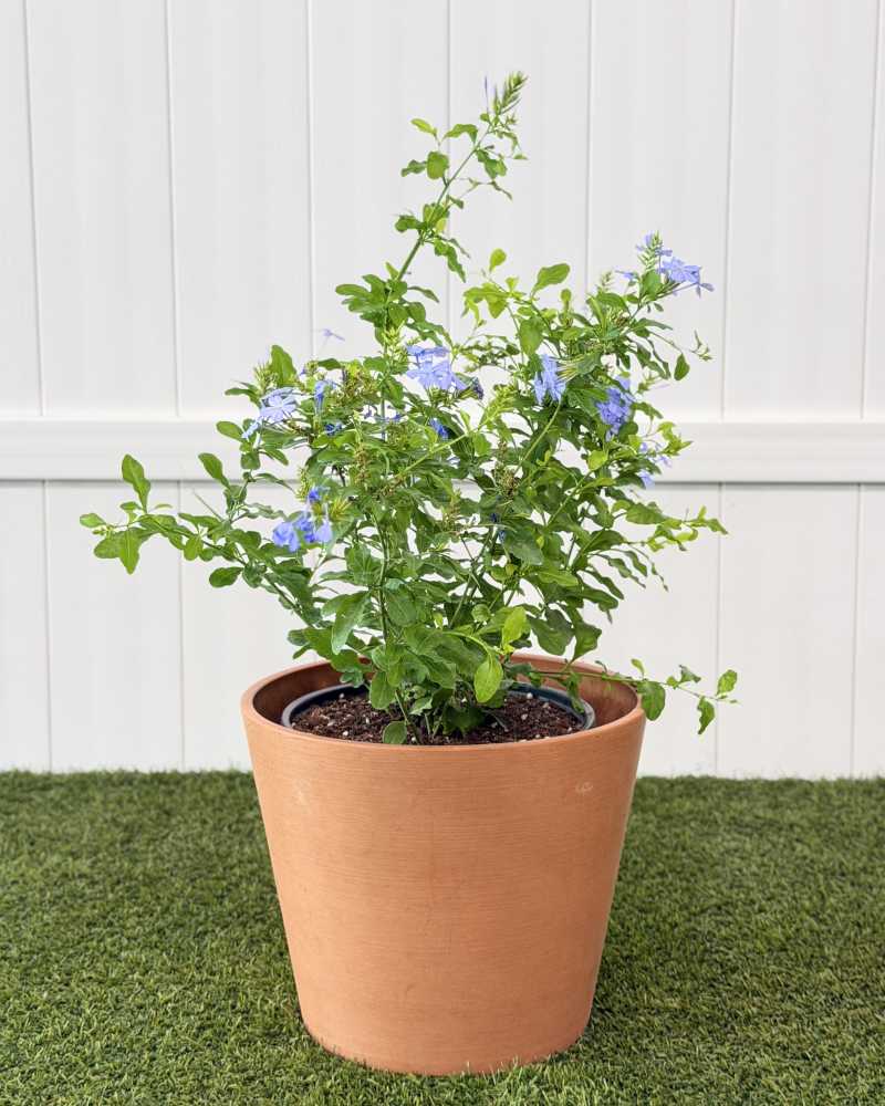 Plumbago Auriculata 'Imperial Blue', Cape Leadwort | PlantVine