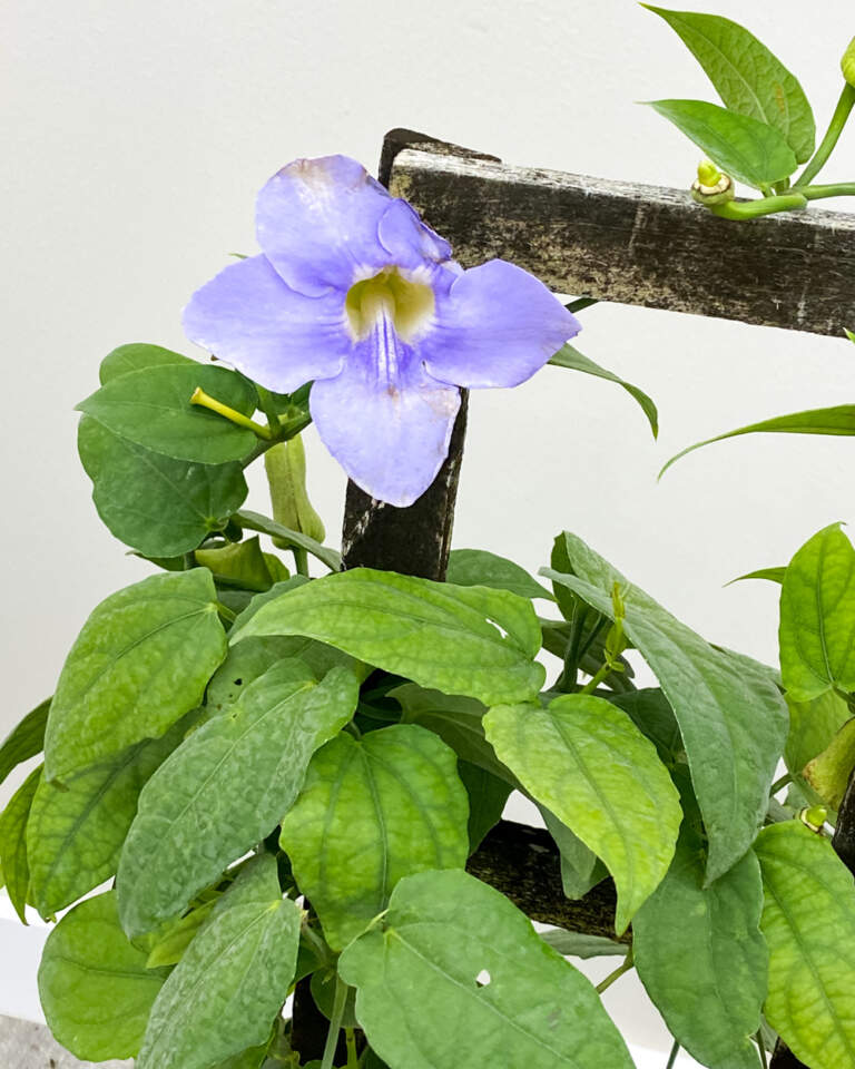 Thunbergia grandiflora, Blue Sky Vine PlantVine