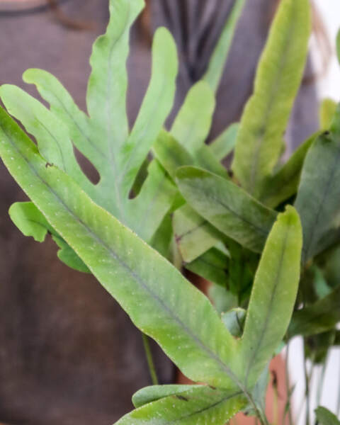 Leaves