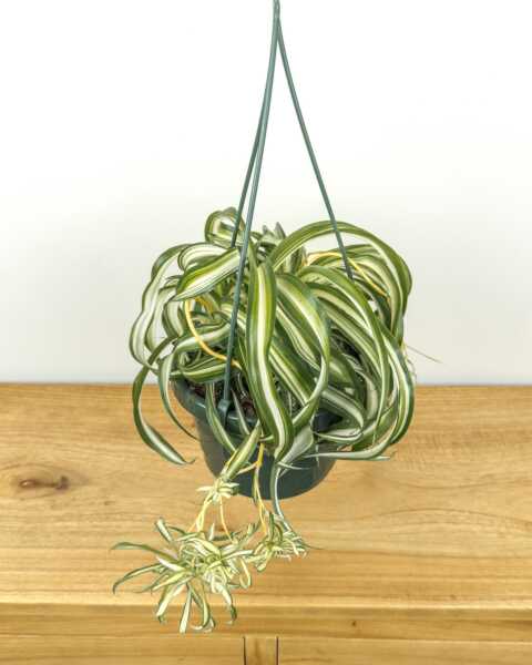 Medium, Hanging Basket