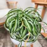 Bonnie Spider Plant
