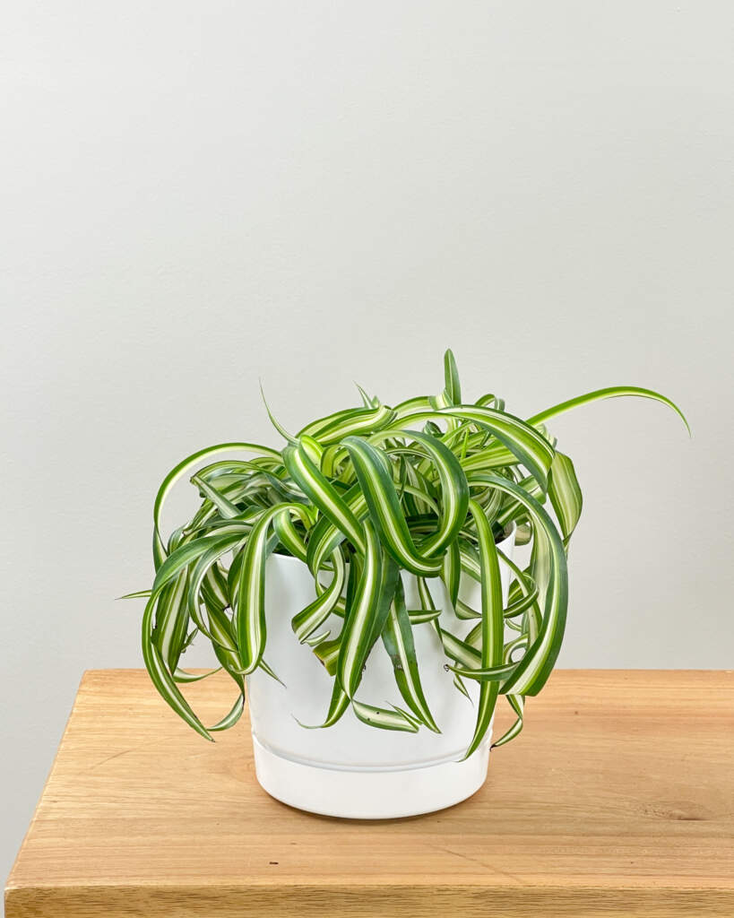 Chlorophytum comosum 'Bonnie'