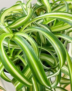 Bonnie-Spider-Plant-3-1-1229x1536