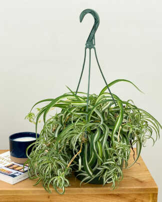 Bonnie Spider Plant