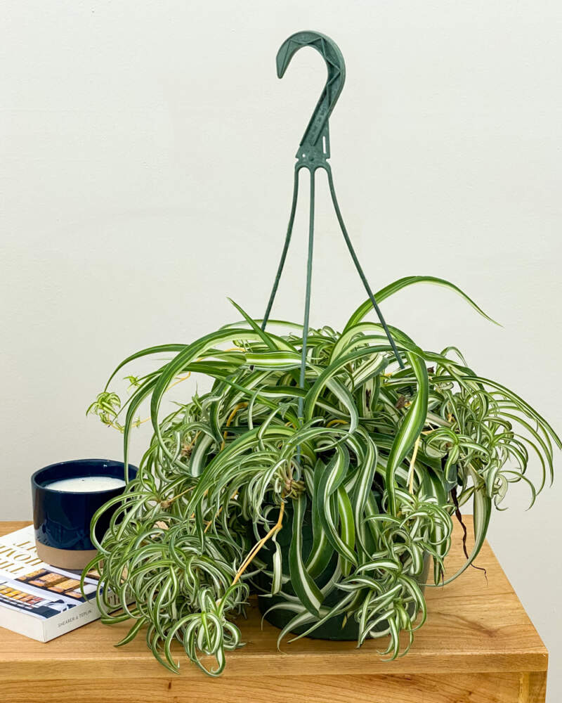 Spider plant, Chlorophytum comosum – Wisconsin Horticulture