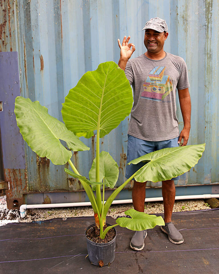 Alocasia macrorrhiza ‘Borneo Giant’, Elephant Ear PlantVine
