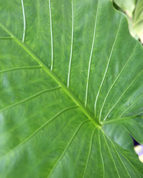 Foliage