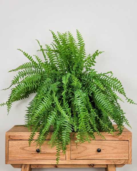 Large, Hanging Basket Large, Hanging Basket