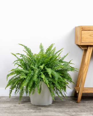Boston Fern