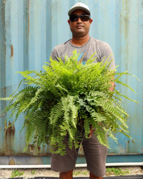 Large Bush