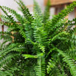 Boston Fern