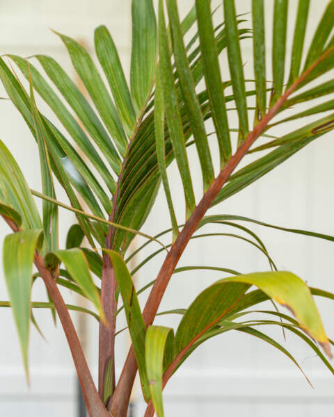 Leaves