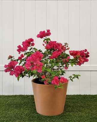 Bougainvillea 'Barbara Karst' - Large, Bush