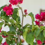 bougainvillea barbara karst