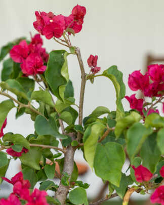 bougainvillea barbara karst