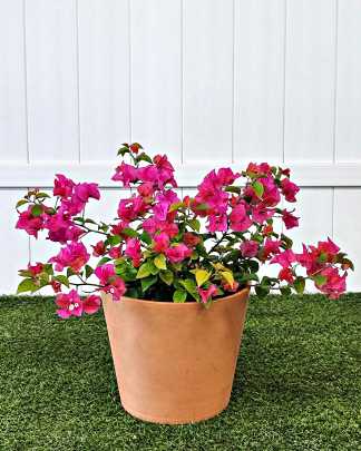Dwarf Pink Bougainvillea 'Helen Johnson' - Large