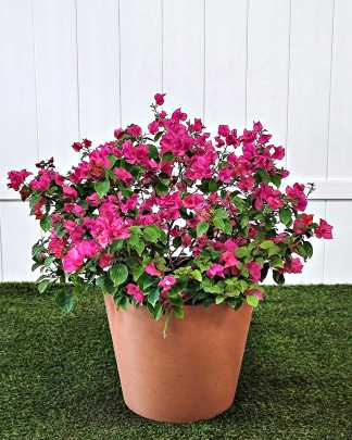 Dwarf Pink Bougainvillea 'Helen Johnson' - Extra Large