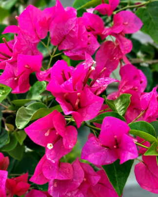 Bougainvillea Helen Johnson