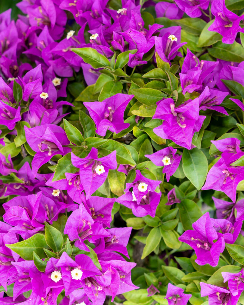 Lavender Bougainvillea - Lavender Plant