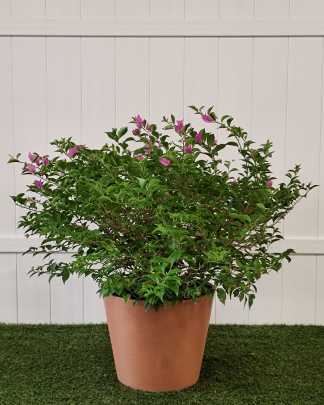 Bougainvillea 'New River' - Extra Large, Bush