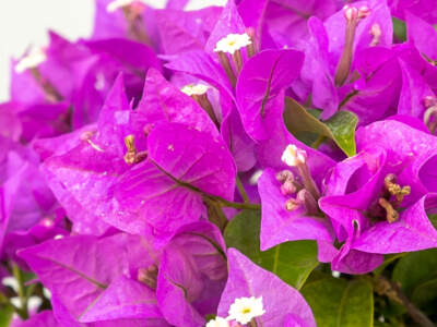 bougainvillea new river