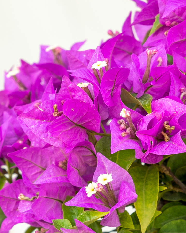 Bougainvillea ‘New River’, Purple Bougainvillea | PlantVine