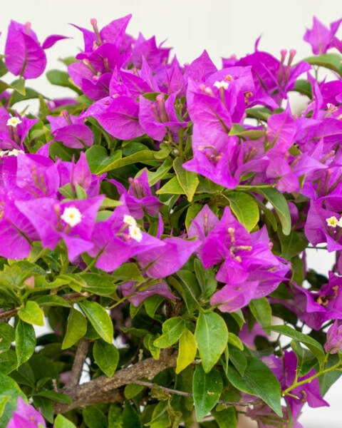 Flowers Flowers