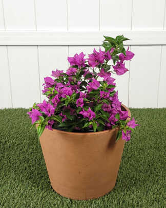 Bougainvillea New River