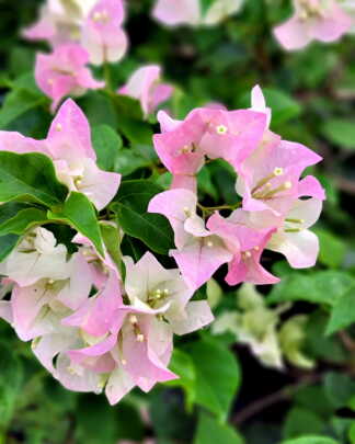 Bougainvillea Thai Delight
