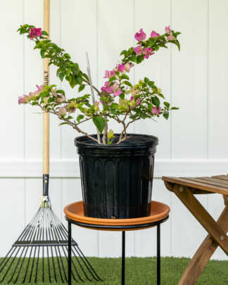 bougainvillea thai delight large bush