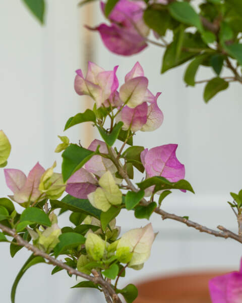 Flowers Flowers