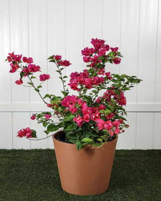 Bougianvillea Barbara Karst