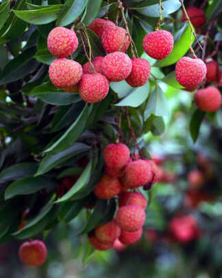 Brewster Lychee