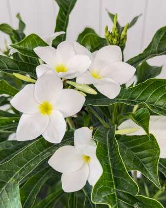 Bridal Bouquet Frangipani