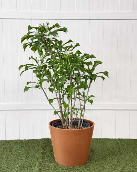 Extra Large, Bush