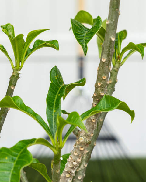 Leaves Leaves