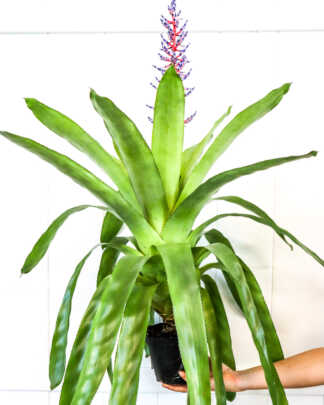 bromeliad del mar