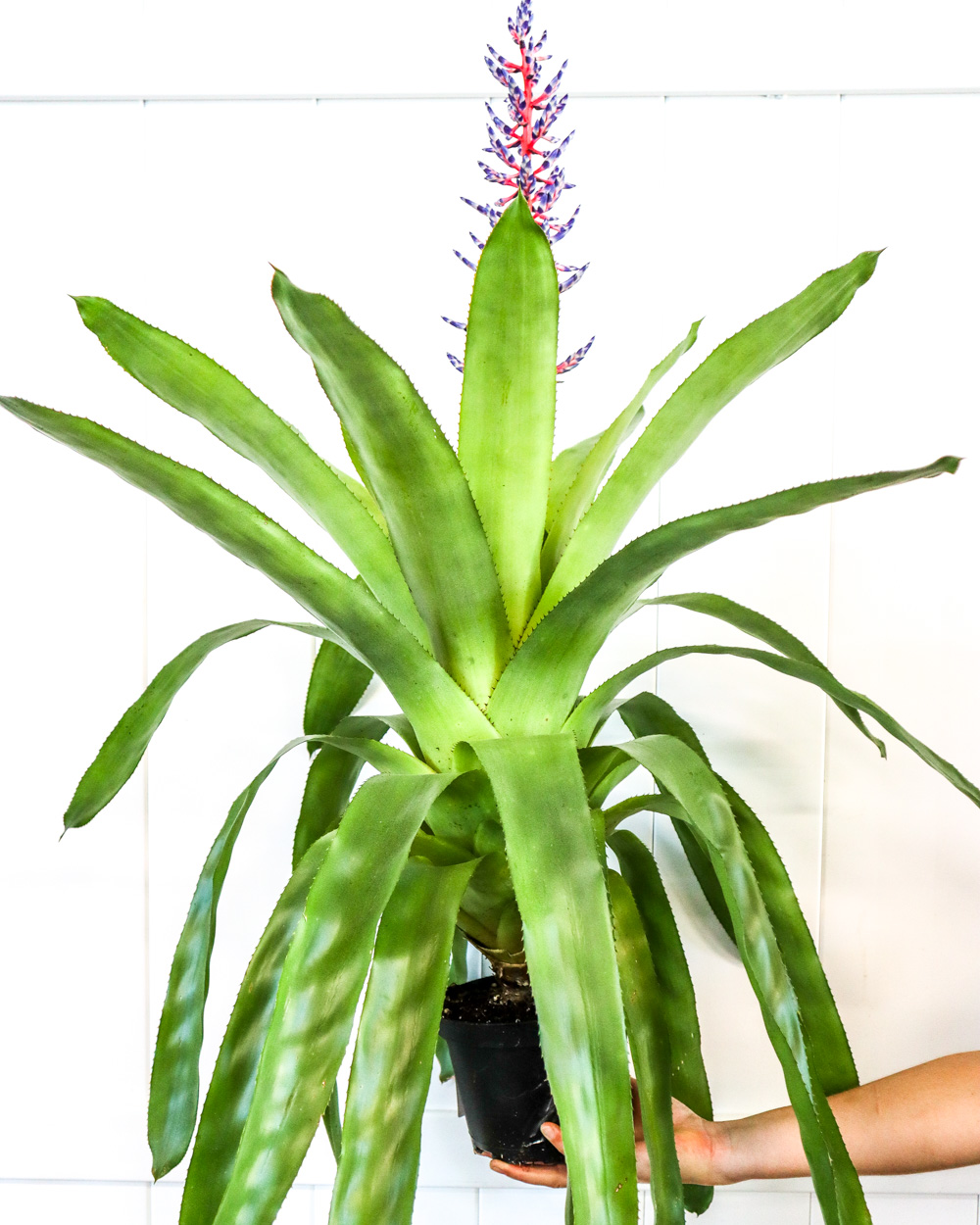 Aechmea 'Del Mar', Bromeliad 'Dwarf Blue Tango' | PlantVine