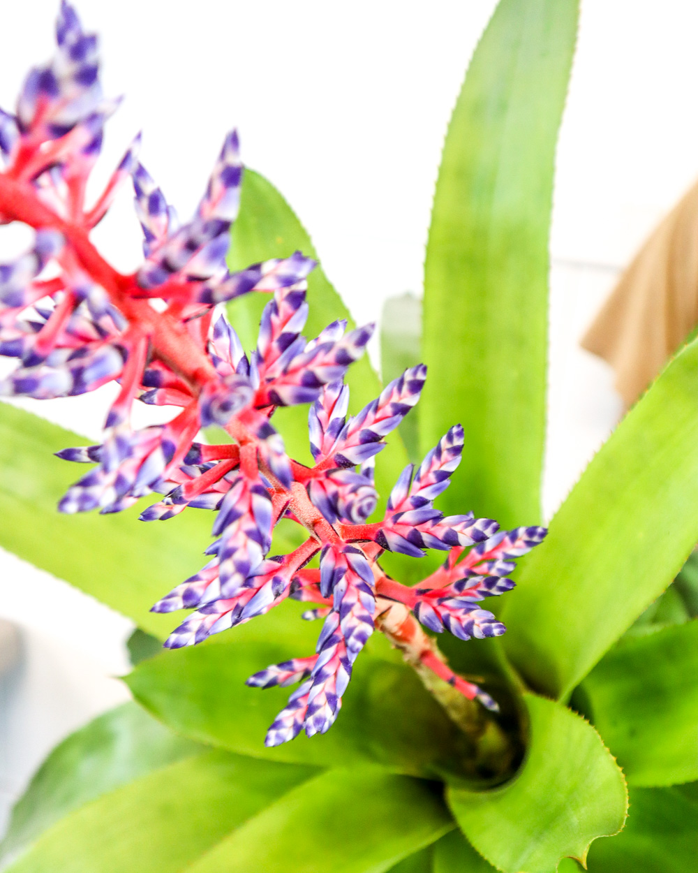 Dwarf Blue Bromeliad |