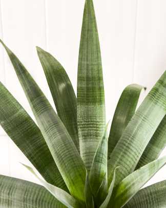 Bromeliad Odoata