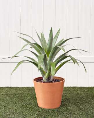 Bromeliad Odoata - Large