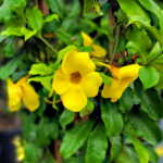Brown Bud Allamanda