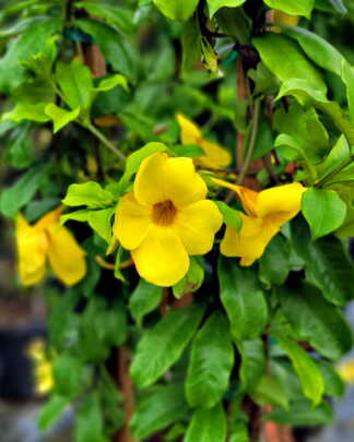 Brown Bud Allamanda
