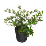 brunfelsia nitida 3g