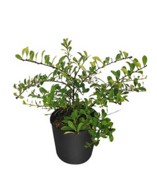 brunfelsia nitida 3g