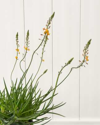 Bulbine Orange