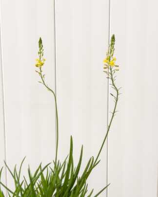 Bulbine Yellow