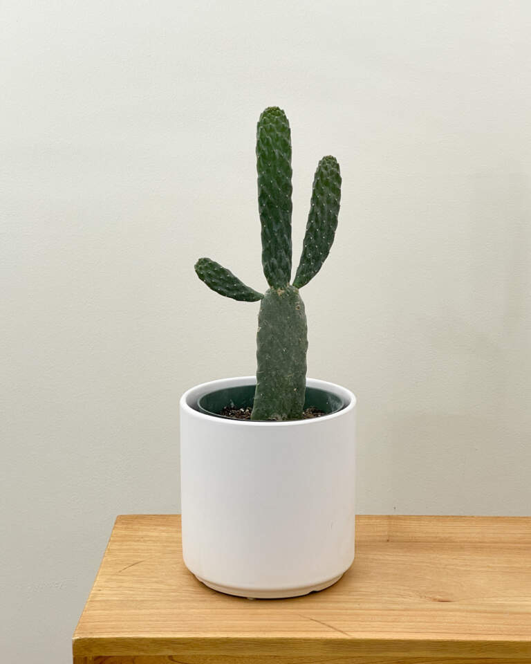 Opuntia, Prickly Pear Cactus PlantVine